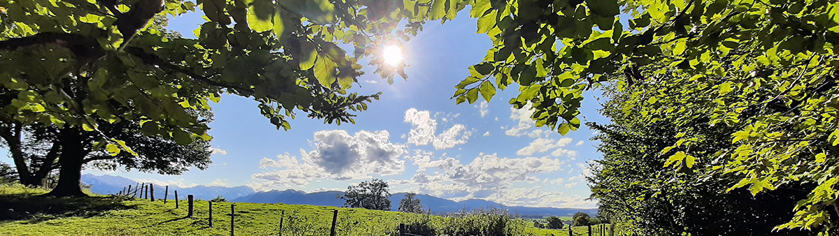 die Sonne scheint zwischen den Blättern hindurch