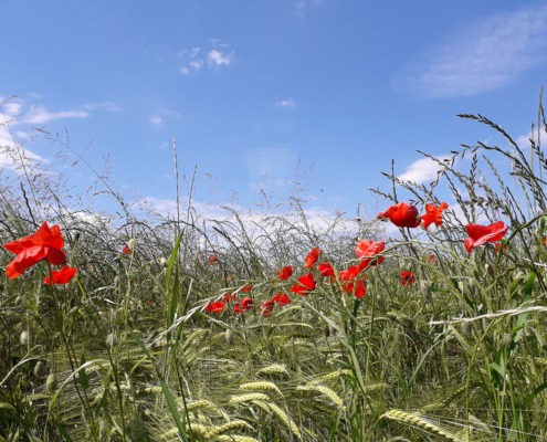 Kornfeld mit Mohnblumen