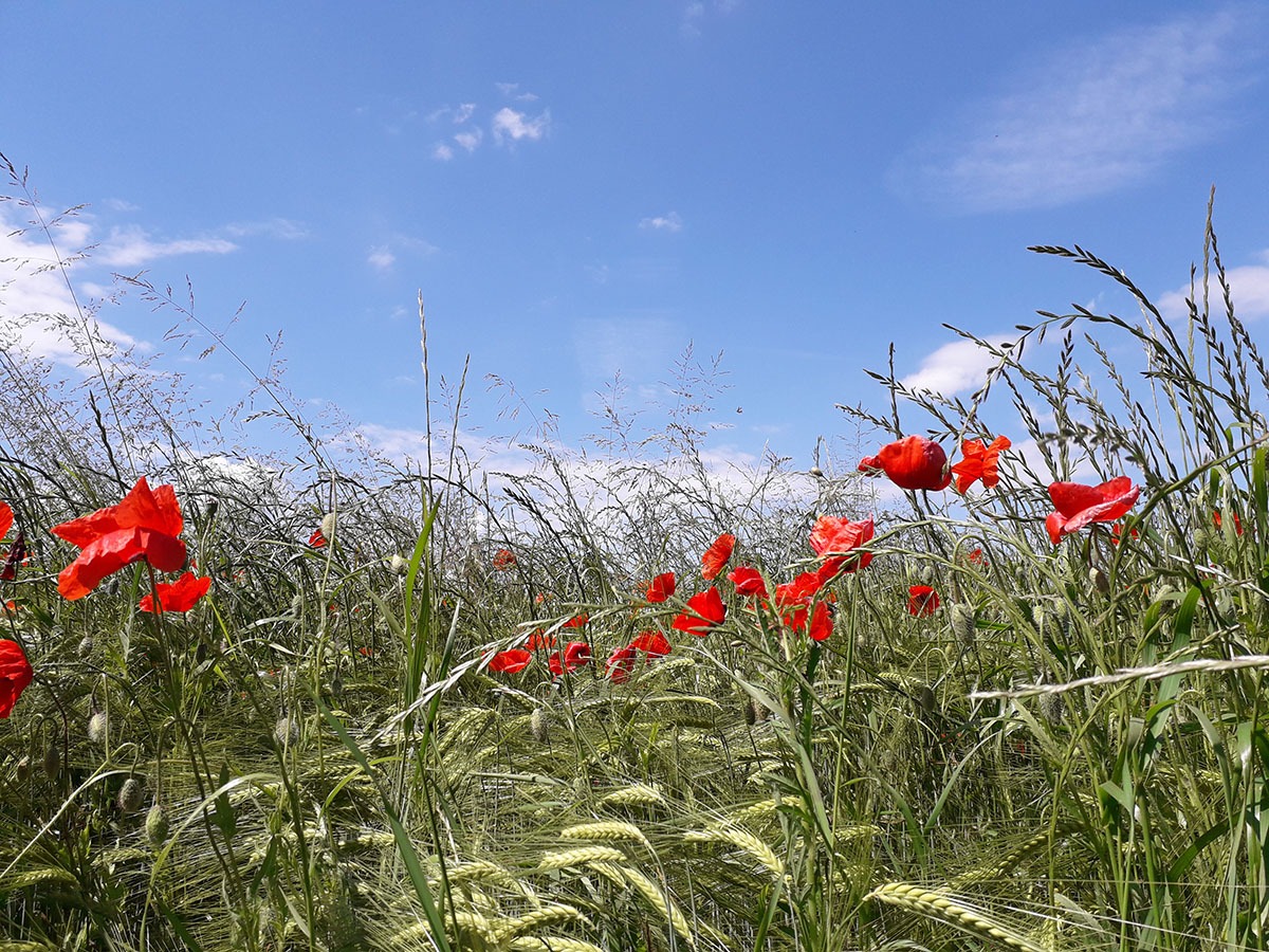 Kornfeld mit Mohnblumen